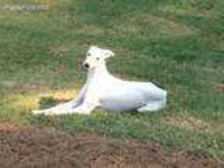 Whippet Puppy for sale in Carrollton, GA, USA