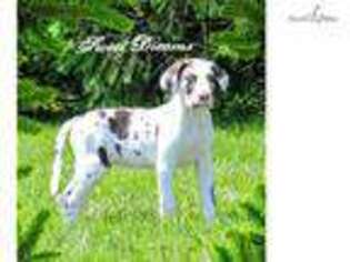 Great Dane Puppy for sale in Columbus, OH, USA