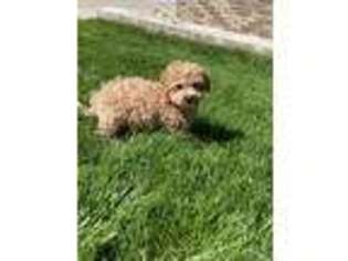 Cavapoo Puppy for sale in Spencer, NC, USA