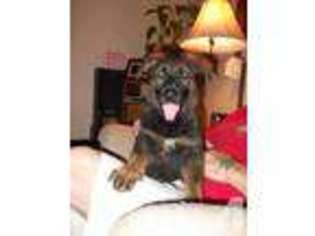 German Shepherd Dog Puppy for sale in WELLFORD, SC, USA