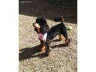 Mutt Puppy for sale in Milledgeville, GA, USA
