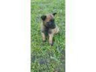 Belgian Malinois Puppy for sale in Lake City, FL, USA