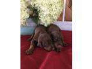 Doberman Pinscher Puppy for sale in Shipshewana, IN, USA