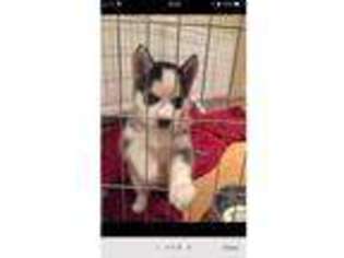 Siberian Husky Puppy for sale in Rochester, Kent (England), United Kingdom