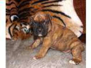 Valley Bulldog Puppy for sale in Barre, MA, USA
