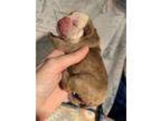 Olde English Bulldogge Puppy for sale in Columbus, OH, USA
