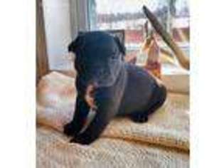 French Bulldog Puppy for sale in Tunas, MO, USA