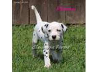 Dalmatian Puppy for sale in Lebanon, MO, USA