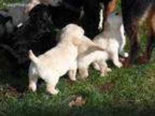 Labradoodle Puppy for sale in Newberg, OR, USA