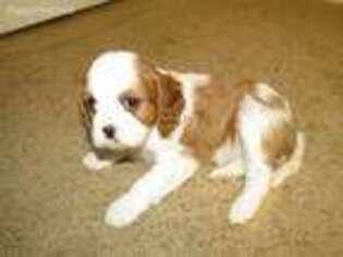 Cavalier King Charles Spaniel Puppy for sale in Katy, TX, USA