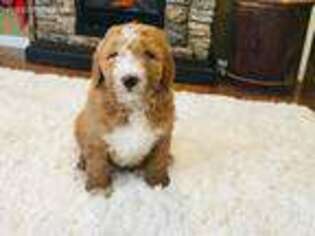 Goldendoodle Puppy for sale in Camden, OH, USA