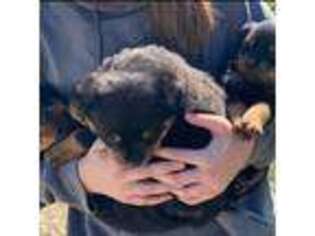 Rottweiler Puppy for sale in Hardinsburg, IN, USA