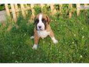 Boxer Puppy for sale in Mankato, MN, USA