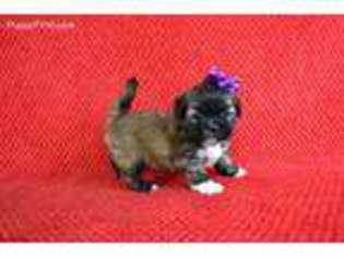 Medium Photo #1 Lhasa Apso Puppy For Sale in Lebanon, MO, USA