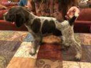 German Shorthaired Pointer Puppy for sale in Cadiz, KY, USA