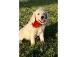 Labradoodle Puppy for sale in Cedar City, UT, USA