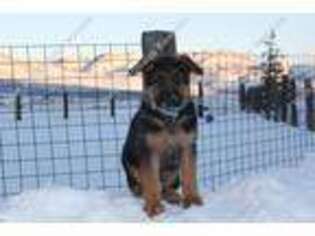 German Shepherd Dog Puppy for sale in Eden, UT, USA