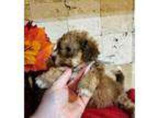 Mutt Puppy for sale in Virgilina, VA, USA