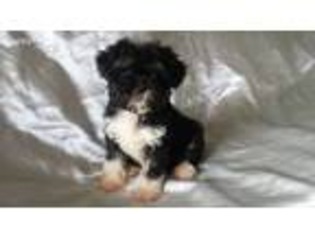 Havanese Puppy for sale in Stockbridge, GA, USA