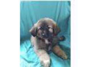 Great Pyrenees Puppy for sale in Palm Springs, CA, USA