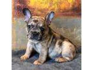 French Bulldog Puppy for sale in Laurens, IA, USA