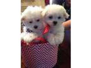 Maltese Puppy for sale in Littleton, CO, USA