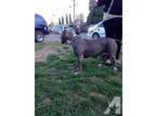 American Pit Bull Terrier Puppy for sale in OAKLAND, CA, USA