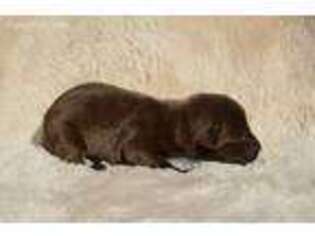 Labrador Retriever Puppy for sale in Viroqua, WI, USA