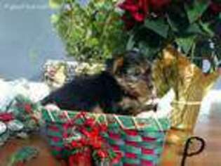 Yorkshire Terrier Puppy for sale in Sullivan, IL, USA