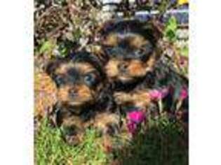 Yorkshire Terrier Puppy for sale in Taylorsville, NC, USA