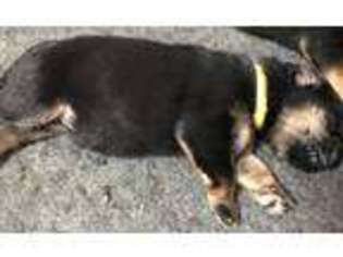 German Shepherd Dog Puppy for sale in Jeffersonville, IN, USA