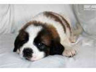 Saint Bernard Puppy for sale in San Diego, CA, USA