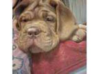 American Bull Dogue De Bordeaux Puppy for sale in The Dalles, OR, USA