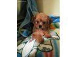 Shorkie Tzu Puppy for sale in Battle Creek, MI, USA