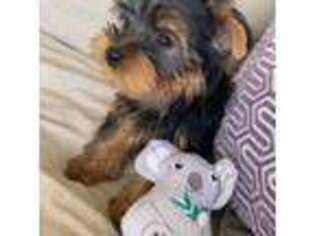 Yorkshire Terrier Puppy for sale in North Hollywood, CA, USA