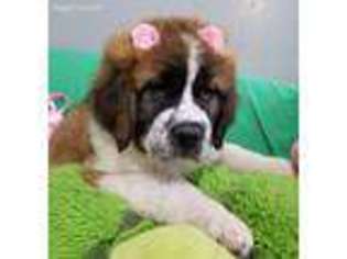 Saint Bernard Puppy for sale in Middletown, OH, USA