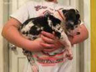 Great Dane Puppy for sale in Trenton, GA, USA