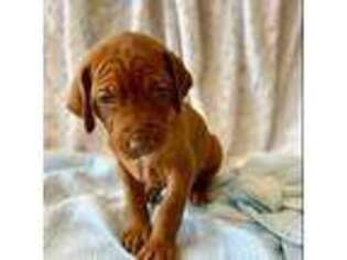 Vizsla Puppy for sale in Plymouth, CA, USA