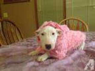 Bull Terrier Puppy for sale in TOPEKA, KS, USA