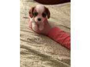 Cavalier King Charles Spaniel Puppy for sale in Columbia, KY, USA
