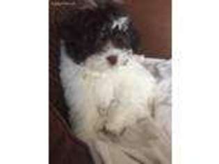 Havanese Puppy for sale in East Rutherford, NJ, USA