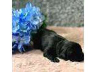 Newfoundland Puppy for sale in Traverse City, MI, USA