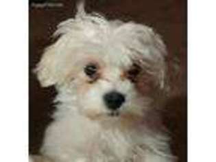 Maltese Puppy for sale in Ponce De Leon, FL, USA