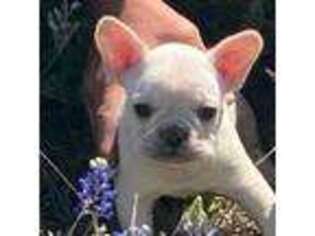 French Bulldog Puppy for sale in Whitewright, TX, USA