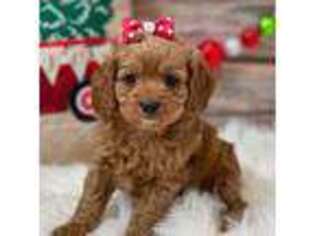 Cavapoo Puppy for sale in Memphis, MO, USA