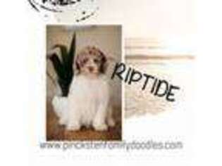 Goldendoodle Puppy for sale in Jackson, MO, USA