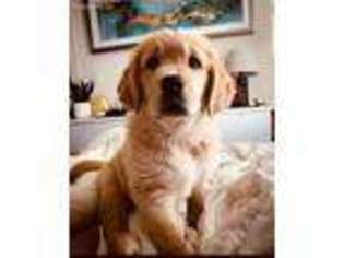 Golden Retriever Puppy for sale in Union, NJ, USA
