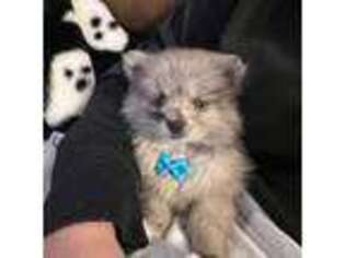 Pomeranian Puppy for sale in Fort Gay, WV, USA
