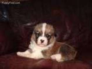 Pembroke Welsh Corgi Puppy for sale in Stockton, MO, USA