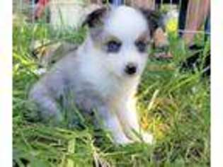 Miniature Australian Shepherd Puppy for sale in La Grande, OR, USA